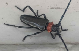 クビアカツヤカミキリ